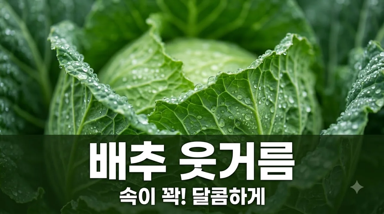 김장배추 웃거름, 언제 어떻게 줘야 속이 꽉 찰까요? (초보도 성공)