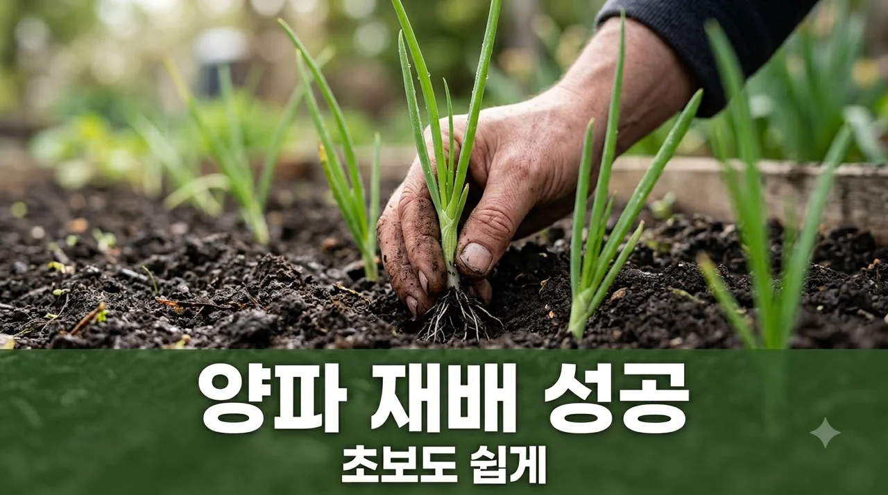 양파 모종 심는 방법, 초보도 성공하는 재배 시기와 관리 팁