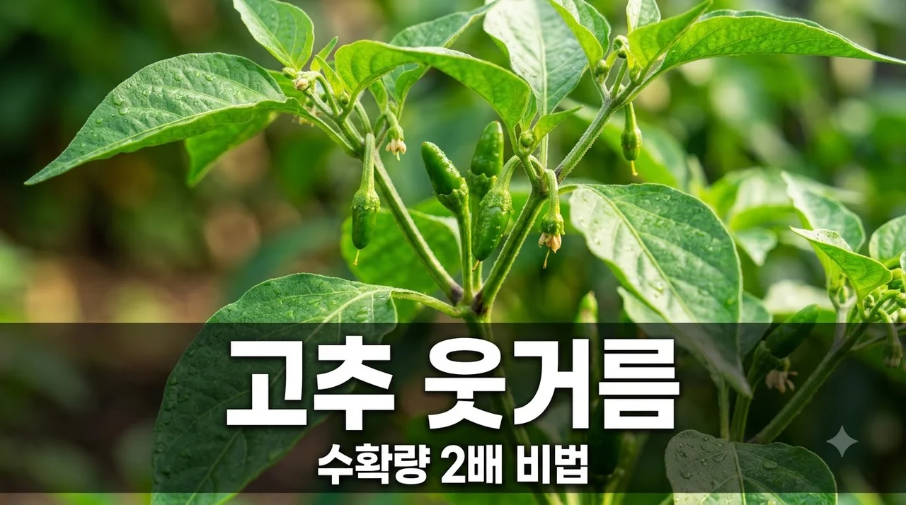 고추 웃거름 주는 시기, 딱 3단계로 끝! 초보도 수확량 2배 올리는 비밀