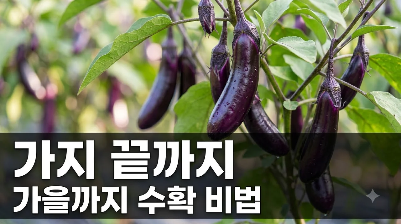 가지 오래 수확하는 방법: 가을까지 넉넉하게 따는 비결 5가지