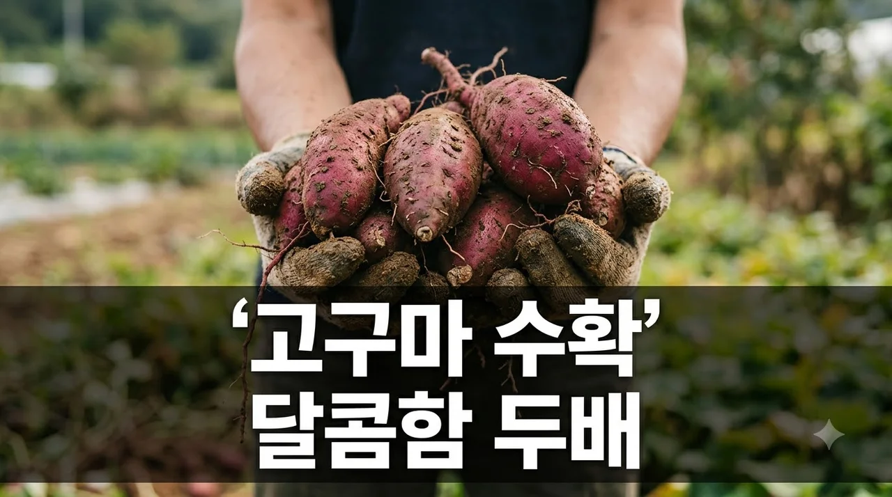 고구마 캐는 시기부터 보관, 먹는 법까지! 달콤함 100% 즐기는 완벽 가이드